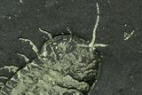 Pyritized Triarthrus Trilobite With Appendages - New York #159688-1